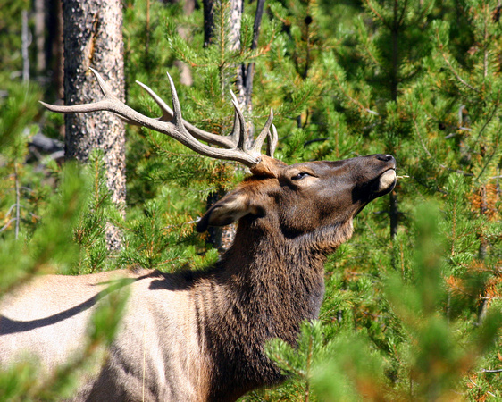 Bull Elk Yellowstone NP